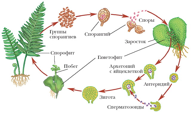 процесс развития семени из неоплодотворенной яйцеклетки растений