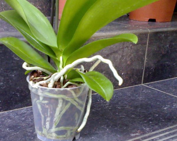 Как ухаживать за орхидеей в домашних условиях и как поливать