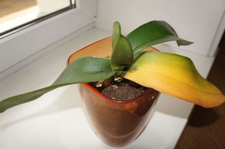 Почему у орхидеи желтеют листья фото
