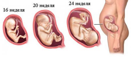 Развитие ребенка в утробе. второй триместр фото