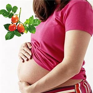 Шиповник при беременности фото