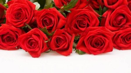  красные розы фото