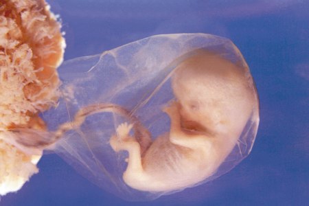 Имплантация эмбриона фото