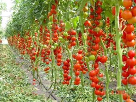 Сонник – красные помидоры фото1
