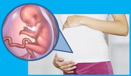 17 акушерская неделя беременности – шевеления, живот, болевые ощущения.