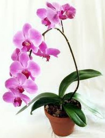 Почему у орхидеи желтеют листья? Правила ухода за орхидеей в домашних условиях.
